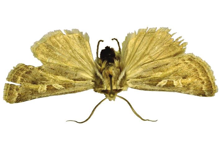 nefasta (PÜNGELER, 1907); the latter is distributed in the Lop Nur region of the Altun Shan (Altyn Tagh) range. 5 6 7 8 Adults. 5 = Xenophysa huberi persica ssp.