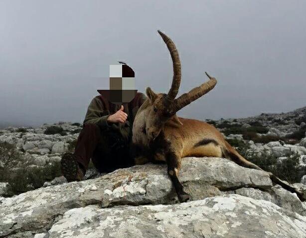 We hunt this trophy in the Sierra Nevada mountains near Granada. Some parts of the area we can reach with the 4x4 and so this hunt is also possible for our senior hunters.