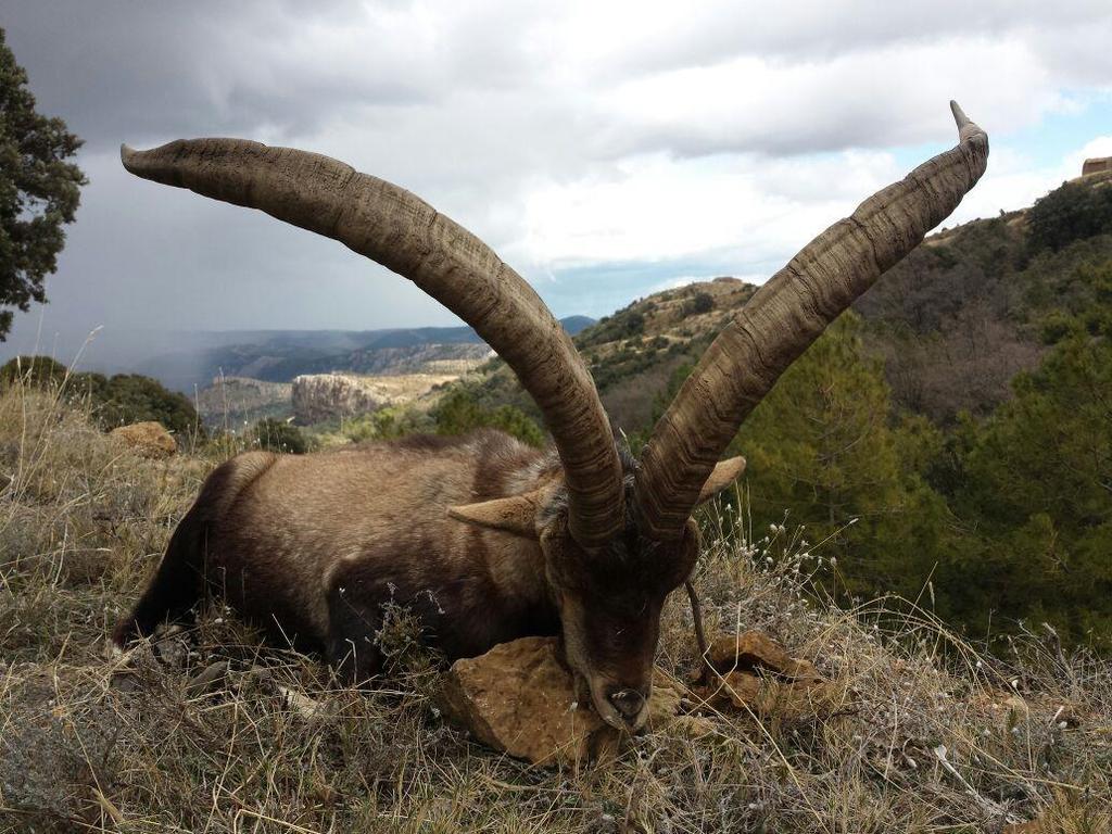 This is the smallest of the 4 ibexes in Spain both the trophy and the ibex itself.