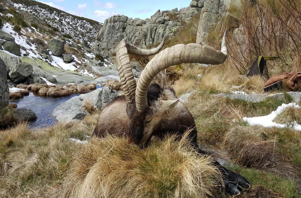 This ibex is found in the Beceite Mountains close to the Mediterranean Sea between Tarragona and Murcia.