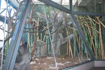 Inside, there are large gorillas and smaller chimpanzees.