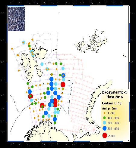Fig. 8. Geographical distribution of small redfish, S. mentella and S. norvegicus, during the ecosystem survey 2016 (numbers per 3 nm trawling).