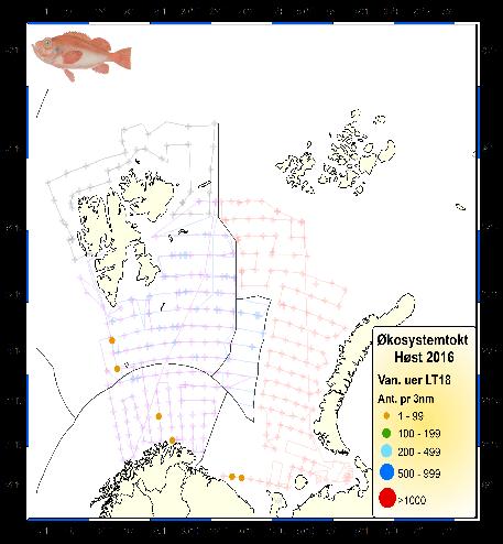 Which proportion of shrimp catches are taken in areas where redfish is found?