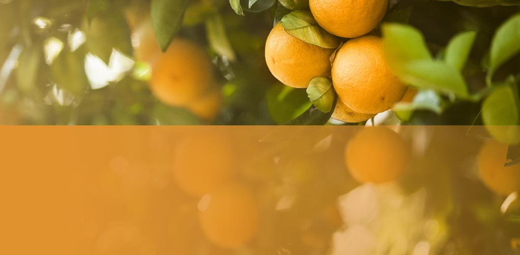 Australian citrus exports: Past, present and future