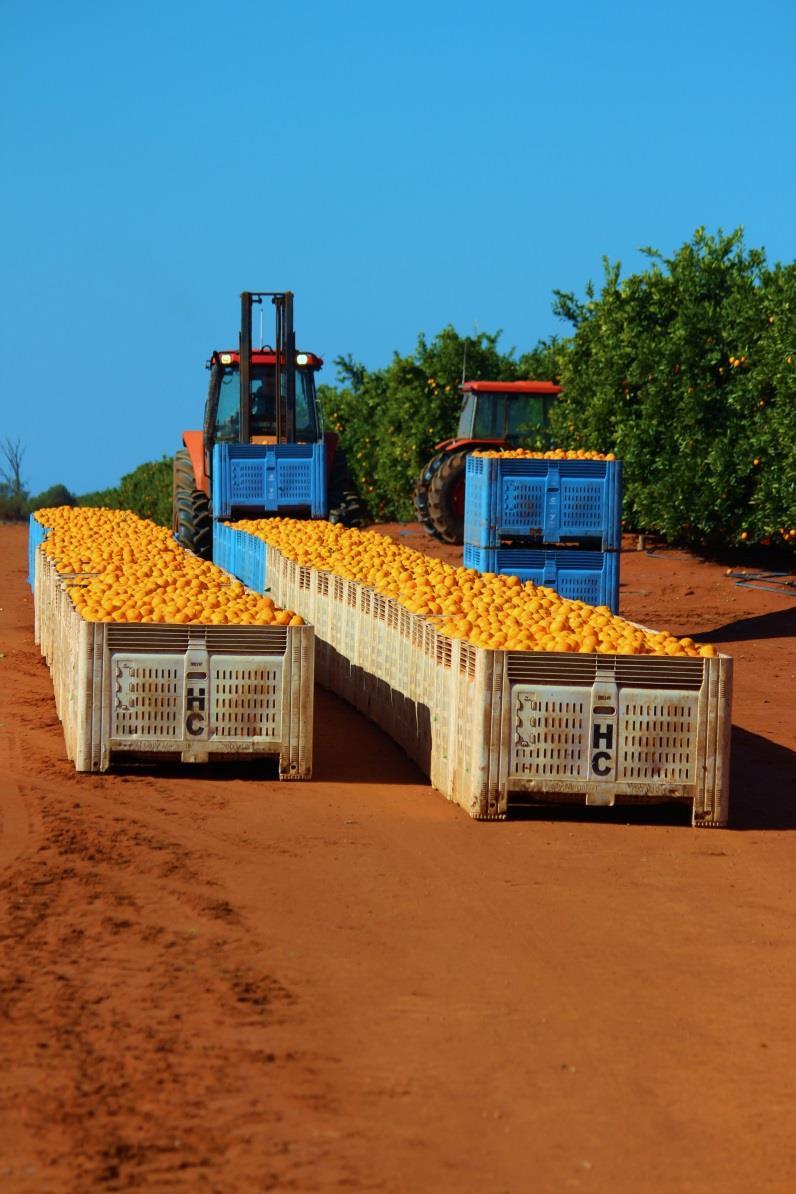 Industry snapshot 1 500 growers on 25 000 hectares Produce close to 700-750 000 tonnes pa.