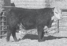 06 BMI 17 CEZ 12 BII 15 CHB 27 15 DCR 713 Kootenay 514 ET DOB: Apr 30, 2015 BW: 78 ET brothers out of the S273 cow. Lots of maternal power coupled with performance & growth.