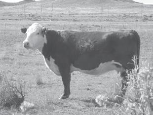 25 BMI 26 CEZ 21 BII 20 CHB 36 12 Trait Leader! We used Red bull for his light birth weight, curve bending growth & maternal power.