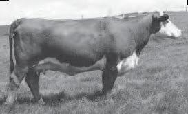Reference Sire PW Victor Boomer P606 CMR GVP MR Maternal 156T JG WCN Victra 17 2103 Remitall Boomer 46B PW Vistoria 964 8114 MHF Victor R125 17 MHF MS Vic A51