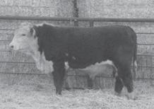She has become a staple in our program, and her sons are sought by many of our bull customers.