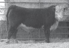 01 BMI 16 CEZ 15 BII 13 CHB 25 Loose hided made bull with lots of early growth. Calves should be very early maturing.