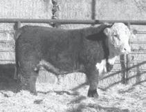 15 BMI 19 CEZ 14 BII 18 CHB 22 Moderate, loose hided bull out of a powerful 10 year old cow.