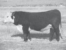 Reference Sire Feltons Legend 242 MSU TCF Revolution 4R MSU TCF Rachael ET 54N Feltons Domino 774 Feltons G15 Remitall Online 122L HH Miss ADV