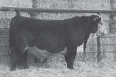 04 BMI 15 CEZ 15 BII 13 CHB 21 Moderate, loose hided and soft. Out of the Choice cow family. Dam is coming 7 years old. Co-owned with HD Quarter Circle Ranch.
