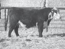 06 BMI 20 CEZ 17 BII 17 CHB 25 Performance orientated bull that should sire powerful calves that come light.