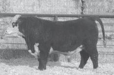 03 BMI 17 CEZ 15 BII 15 CHB 24 Dark colored, short marked bull out of the Dominet cow family.