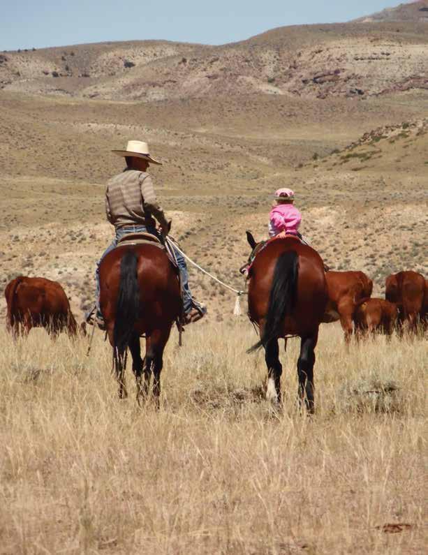 Jim Newby, Worland Livestock Auction: (307) 431-9999 Joe Goggins, Auctioneer: (406) 861-5664 Devin Murnin, Western Livestock Journal: (406) 696-1502 Curt Cox, Wyoming Livestock Roundup: (406)