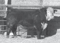 59 Marb +0.06 BMI 20 CEZ 14 BII 18 CHB 26 Long sided, athletic bull that should cover a lot of country.