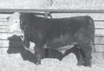71 Marb -0.02 BMI 18 CEZ 13 BII 14 CHB 28 Growthy, rugged designed bull out of a coming 9 year old cow. Has a weaning ratio of 119%.