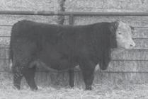 03 BMI 22 CEZ 16 BII 17 CHB 32 Bull that covers all bases; light birth weight with lots of growth and early maturity. Has a weaning ratio of 118%.