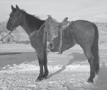 5A DCR Sunshine Sara 2013 Bay Roan Mare Sara will have 90 days of ranch work at sale time. She has done everything there is to do on the ranch.
