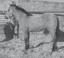 This colt will have the disposition and conformation to make a wonderful stallion prospect or a great ranch/performance