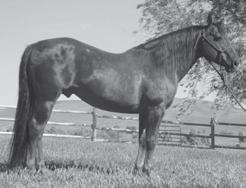 Tipper Three Leo Reference Sire 9A Weanling Pair by Tipper Three Leo These two weanlings will be auctioned together and
