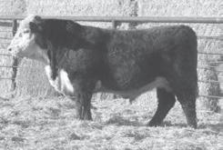03 BMI 21 CEZ 18 BII 18 CHB 26 Calving ease & performance! Calves will come light and grow fast.