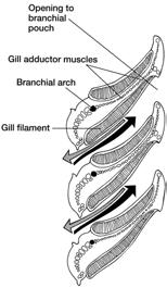 Also remember that the branchial arches develop to support the tissue between the pharyngeal slits and give them support (and the anterior two arches