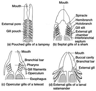 skin for respiration to animals with jaws for feeding and gills for respiration. This would allow the evolution of larger more active animals.