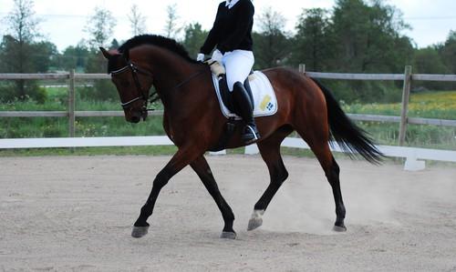 gaits in Standardbred and