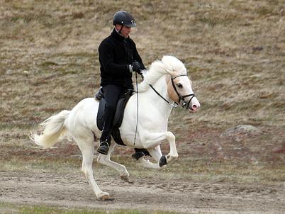 trot in Finnhorses Icelandic horses CA got higher