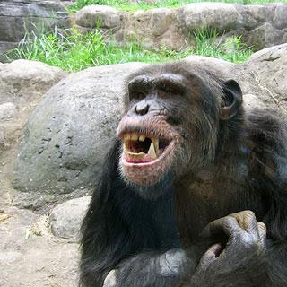 8 Module 3 Conduct X has a pet chimpanzee, which weighs 90 kilograms. The chimpanzee has appeared in a number of advertisements and television shows.