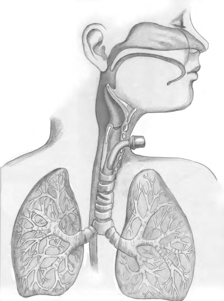 Tracheostomy Tube Position in a Child s Upper Airway: Illustration Nasal cavity Pharynx Tongue