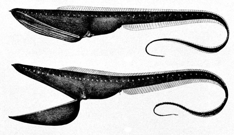 Nemichthyidae Anguilidae Sackpharynx fishes,