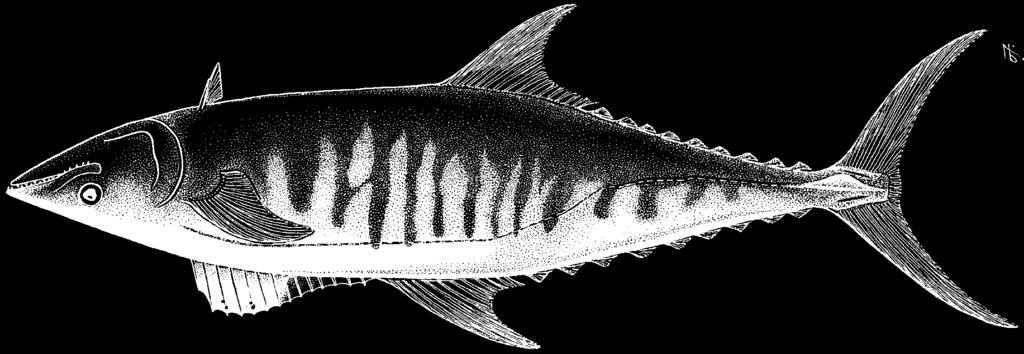 3750 Bony Fishes Scomberomorus semifasciatus (Macleay, 1884) Frequent synonyms / misidentifications: Indocybium semifasciatum (Macleay, 1884) / None.