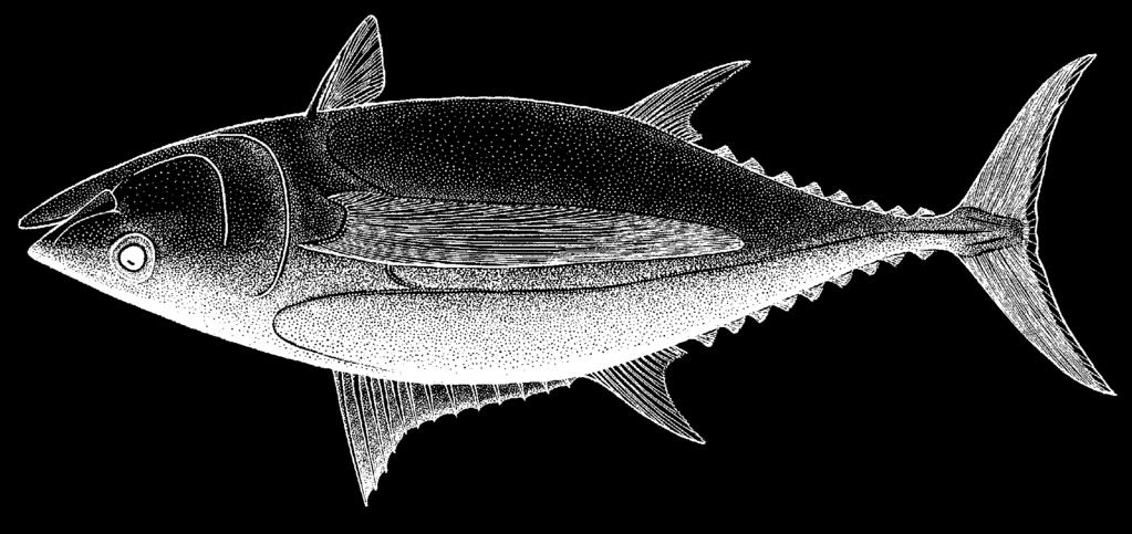 3752 Bony Fishes Thunnus alalunga (Bonnaterre, 1788) ALB Frequent synonyms / misidentifications: Germo alalunga (Bonnaterre, 1788); Thunnus germo (Lacepède, 1801) / None.