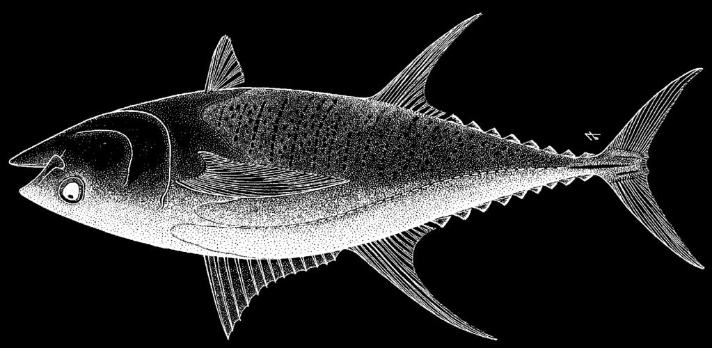Diagnostic characters: A large species with an elongate, fusiform body, slightly compressed laterally. Total gill rakers 26 to 34 on first gill arch.