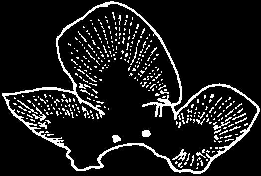 3754 Bony Fishes Thunnus maccoyii (Castelnau, 1872) SBF Frequent synonyms / misidentifications: Thunnus thynnus maccoyii (Castelnau, 1872) / None.