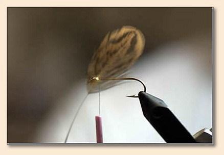 Page 5 Fly of the Month Olive PSS (Pine Squirrel Streamer) by Steve Crosby Materials: Hook: