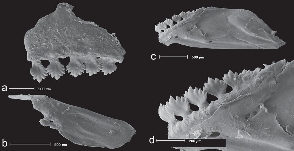 FIGURE 9. Serrapinnus sterbai, UFRGS 16447, 28.7 mm SL; Scanning Electron Microscopy images showing (a) left side premaxilla; (b) maxilla; (c) dentary, and (d) detail of dentary teeth.
