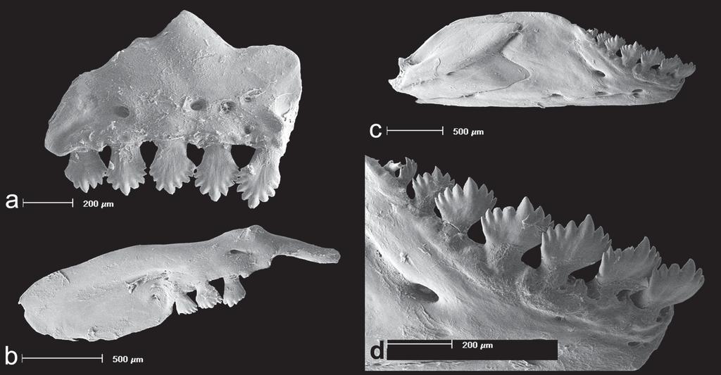 FIGURE 11. Serrapinnus tocantinensis, INPA 20986, 36.2 mm SL; Scanning Electron Microscopy images showing (a) right side premaxilla; (b) maxilla; (c) dentary, and (d) detail of dentary teeth.