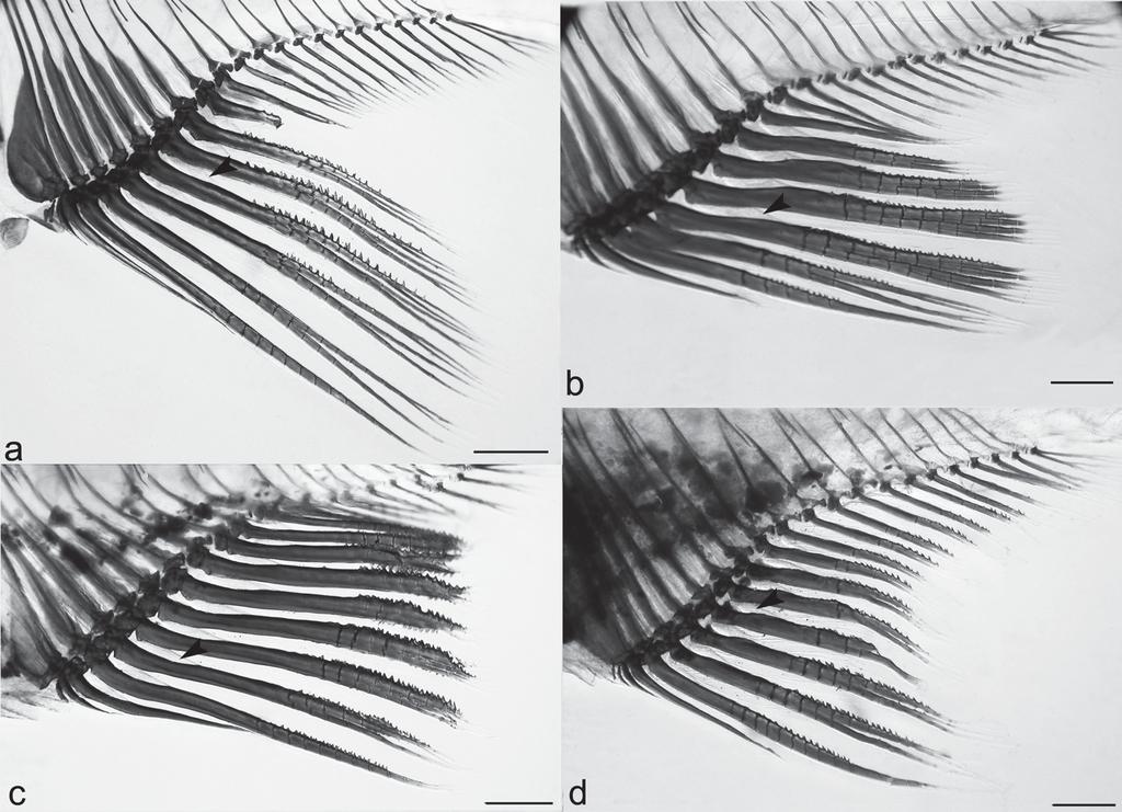 posterolaterally arranged on last unbranched to 8th, 9th or 10th branched anal-fin rays (Fig. 4a). Two unpaired hooks present per lepidotrichia ray segment of on each lateral half of ray.
