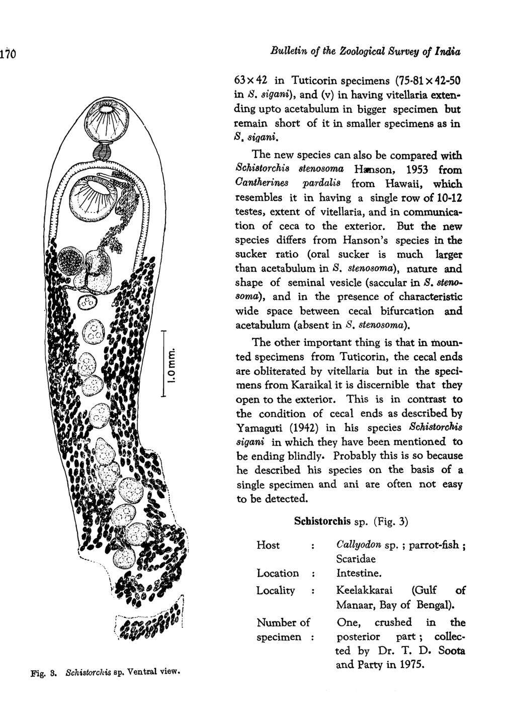 170 Bulletin of the Zoological Survey 0/1 'fi,(]j6a E E o 63 X 42 in Tuticorin specimens (75-81 X 42.. 50 in S.