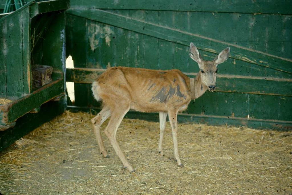 CWD clinical signs Behavior changes Terry Spraker, CSU, CO Emaciation