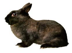 DIVISION NUMBER 8044 RABBIT MEAT PENS Last updated 6/12/2015 MAY ARRIVE PROCESSING IN PLACE SHOW DATE RELEASE Thursday, October 8 Friday, October 9 Friday, October 9 Saturday, October 10 Non display