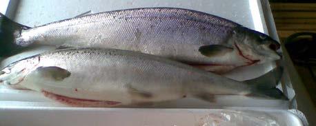 Increasing numbers of Salmon RAS