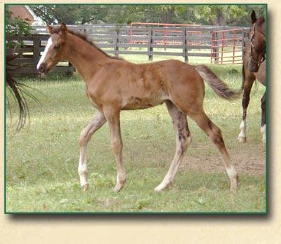 Page 3 of 8 RUBIN MAGIC - 2006 COLT BY RUBIANO Another photo of Mon Amour's 2006 very elegant colt by Rubiano.
