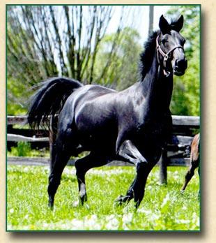 Page 6 of 8 by Barbara Schmidt, DVM, Bridlewood Farm. She was sold as a weanling to Hanoverian breeder, Peg Lansing, Fleur de Lis Hanoverians, Prospect, KY.