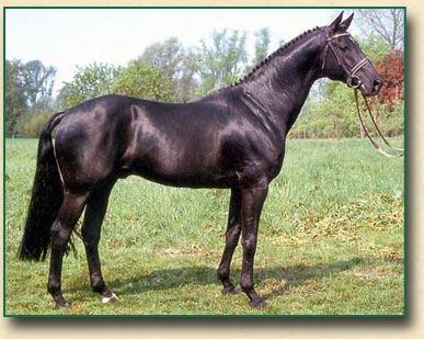 He is important as a refinement stallion, with larger-framed mares.