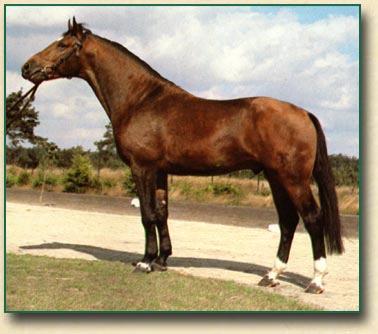 DAMNATZ - MATERNAL GRANDSIRE OF SPS MON AMOUR Damnatz was the 1978 Champion of the Hanoverian two-year-old stallion Kuering.